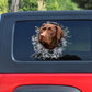 15cm Chocolate Labrador Window Sticker, Chocolate Lab Car Decal, Labrador Decal - shift - knoobs